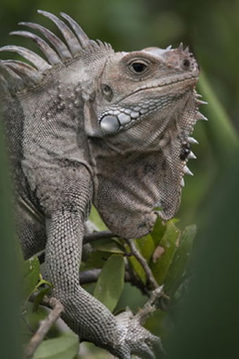 Saint Vincent Iguana