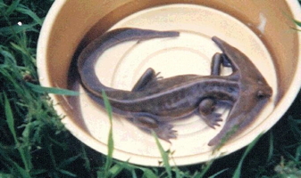 Possible living fossil?